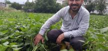 Tarlada kilosu 15 lira… Hatay’da taze fasulye hasadı başladı