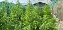 Sera kurup kenevir yetiştirmişler