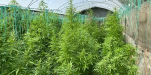 Sera kurup kenevir yetiştirmişler