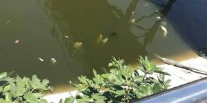 Asi Nehri’nde toplu balık ölümleri yaşandı