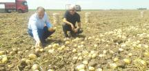 Hatay’da Patates Hasadı Başladı