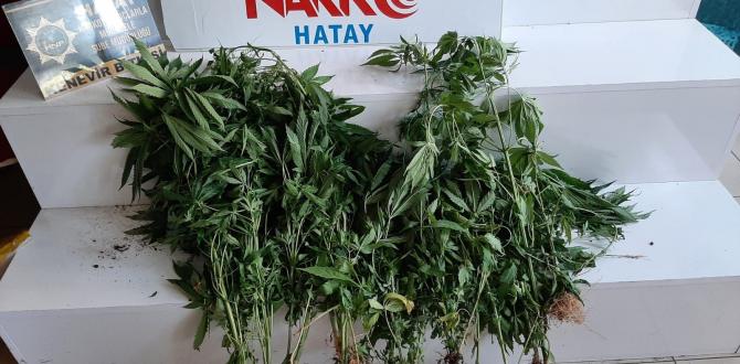 Hatay’da uyuşturucu operasyonu