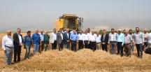 Amik Ovası’nda buğday hasadı başladı