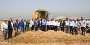 Amik Ovası’nda buğday hasadı başladı