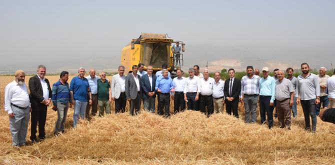 Amik Ovası’nda buğday hasadı başladı