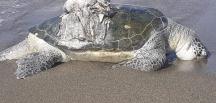 Hatay’da ölü yeşil deniz kaplumbağası bulundu