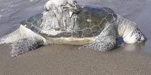 Hatay’da ölü yeşil deniz kaplumbağası bulundu