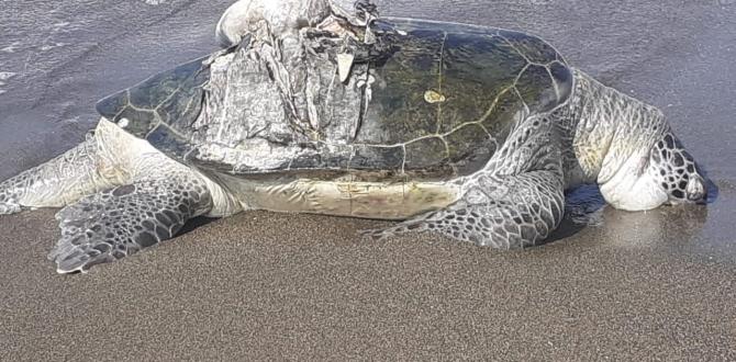 Hatay’da ölü yeşil deniz kaplumbağası bulundu