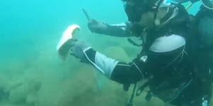 Denizi temizlemek için daldılar, ağlara takılmış vatozu kurtardılar