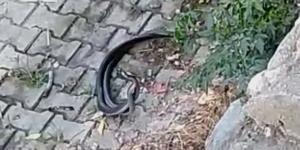 Hatay’da yılanların dansı