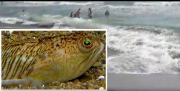 Samandağ Sahillerinde Denizanası akını