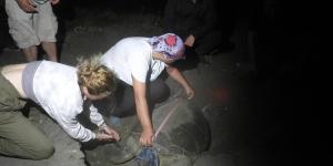 Hatay’da deniz kaplumbağaları yumurtalarını bırakıyor