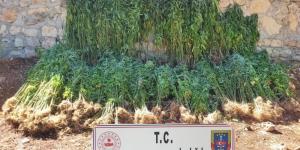 Hatay’da 15 bin 750 kök kenevir bitkisi ele geçirildi