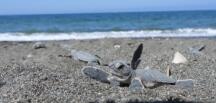 Hatay’da yavru kaplumbağalar denizle buluştu