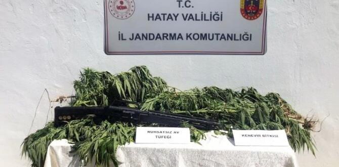 Hatay’da zeytin bahçesine kenevir eken kişi gözaltına alındı