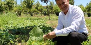 REYHANLI BELEDİYESİ KENT ORMANI MEYVE VERDİ